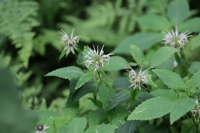 Monarda clinopodia - plants