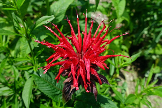 Monarda didyma