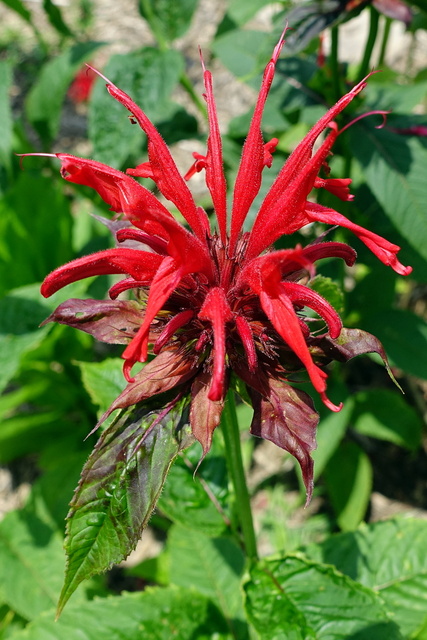 Monarda didyma