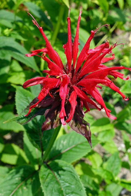 Monarda didyma