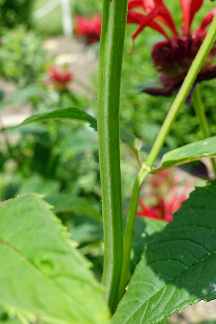 Monarda didyma - stem