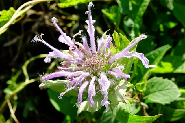 Monarda fistulosa