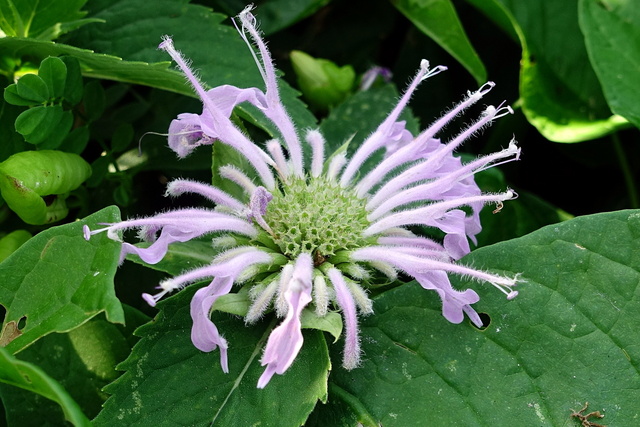 Monarda fistulosa