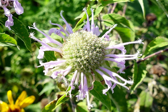 Monarda fistulosa