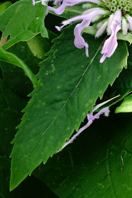 Monarda fistulosa - leaves