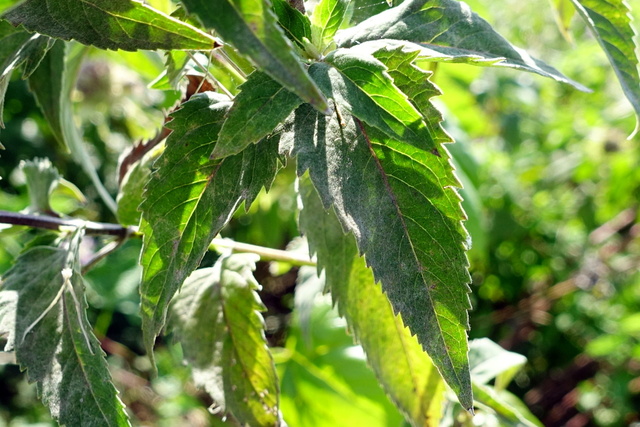 Monarda fistulosa - leaves