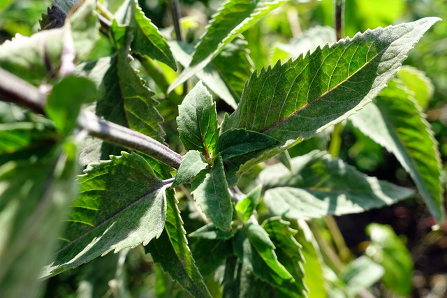 Monarda fistulosa - leaves