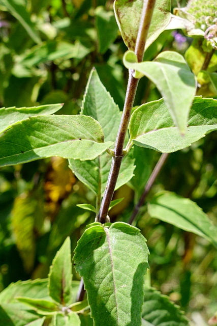 Monarda fistulosa - stem