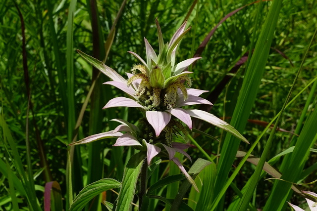 Monarda punctata