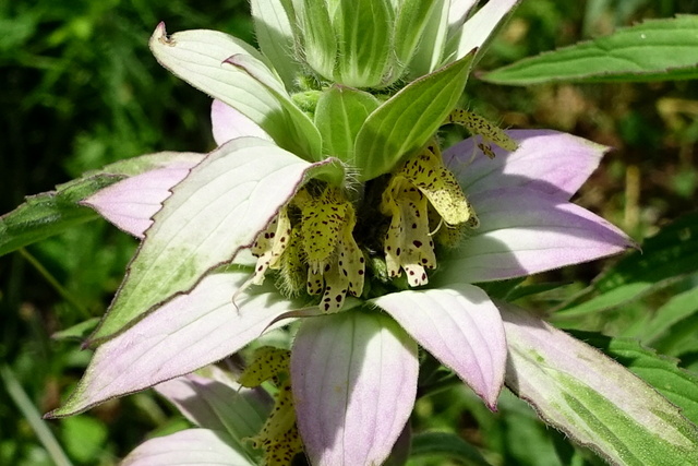 Monarda punctata