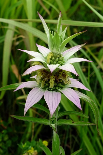 Monarda punctata