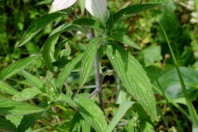 Monarda punctata - leaves