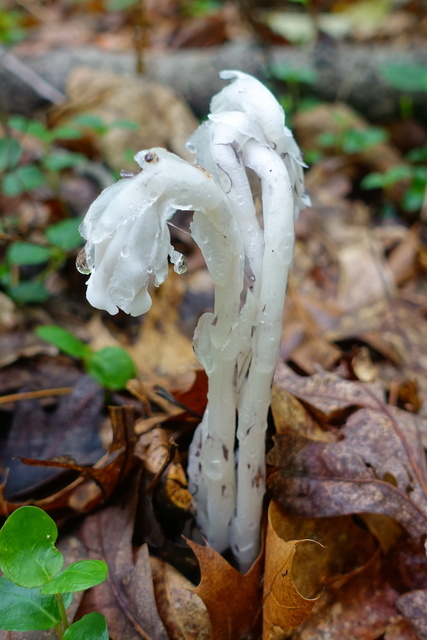 Monotropa uniflora