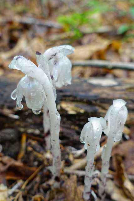 Monotropa uniflora