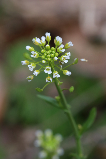 Mummenhoffia alliacea