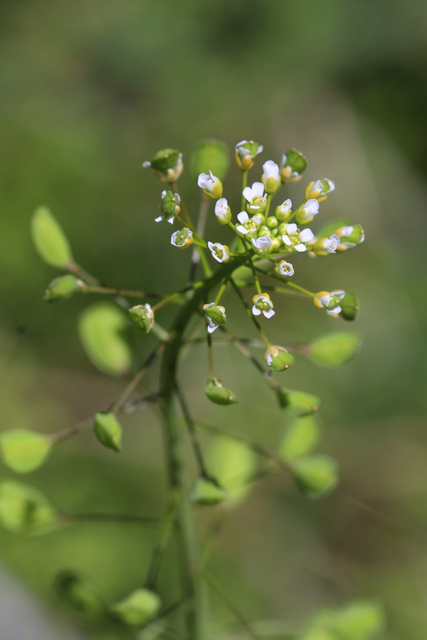 Mummenhoffia alliacea