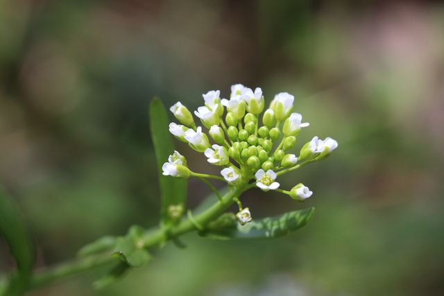 Mummenhoffia alliacea