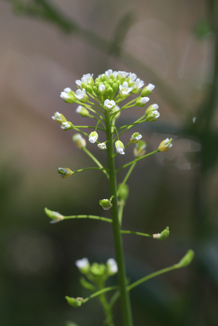 Mummenhoffia alliacea