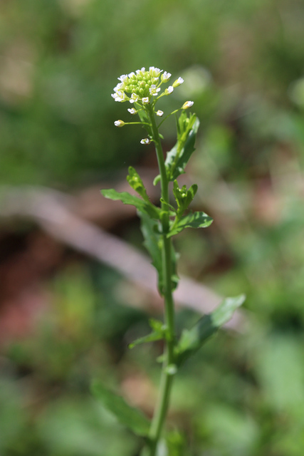 Mummenhoffia alliacea