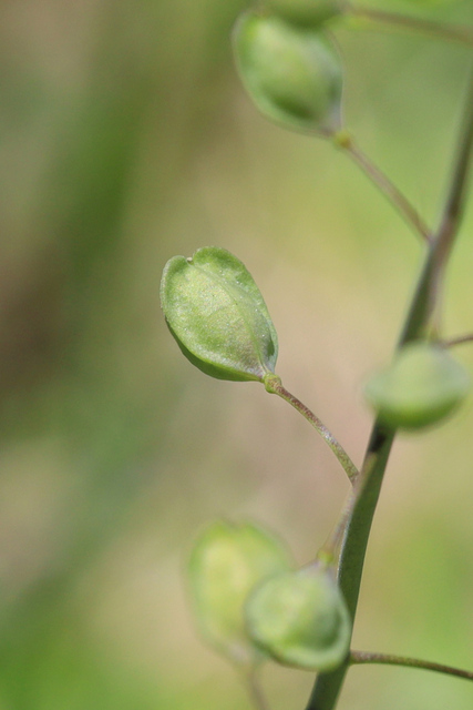 Mummenhoffia alliacea - fruit