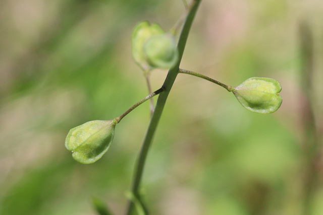 Mummenhoffia alliacea - fruit