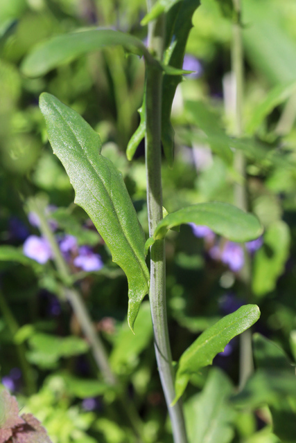 Mummenhoffia alliacea - leaves