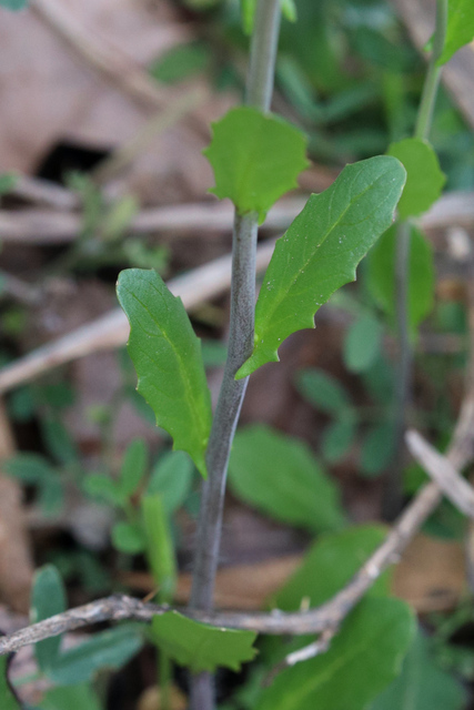 Mummenhoffia alliacea - leaves