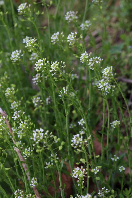 Mummenhoffia alliacea - plants