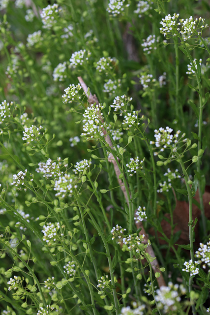 Mummenhoffia alliacea - plants