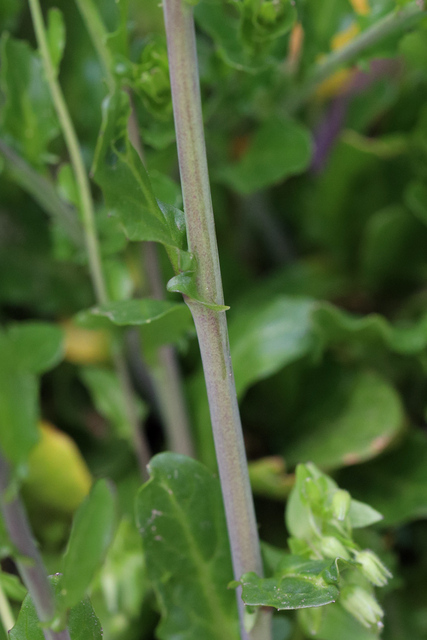 Mummenhoffia alliacea - stem