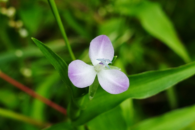 Murdannia keisak