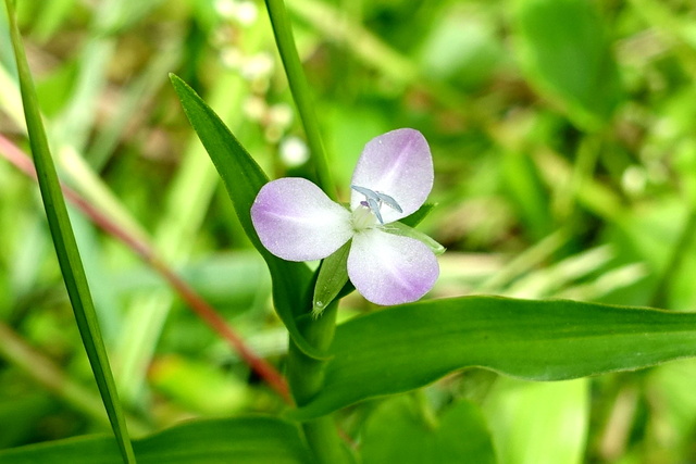 Murdannia keisak