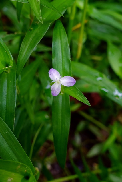 Murdannia keisak