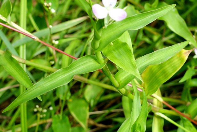 Murdannia keisak - leaves