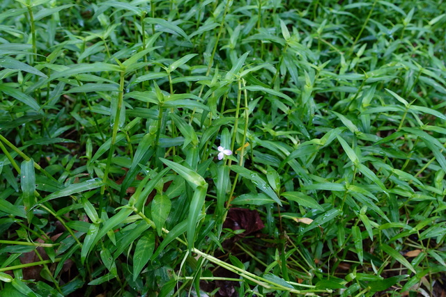 Murdannia keisak - plants