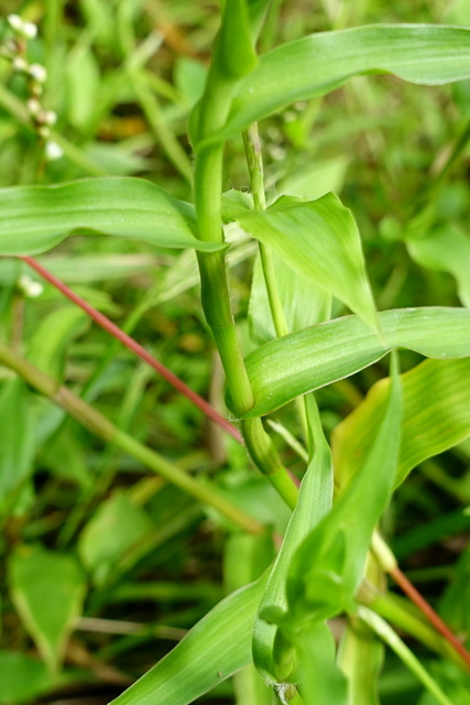 Murdannia keisak - stem