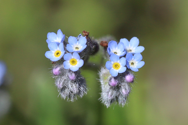 Myosotis arvensis