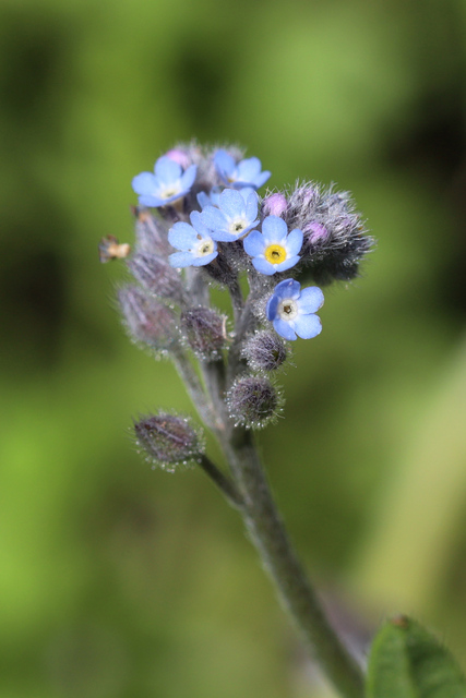 Myosotis arvensis