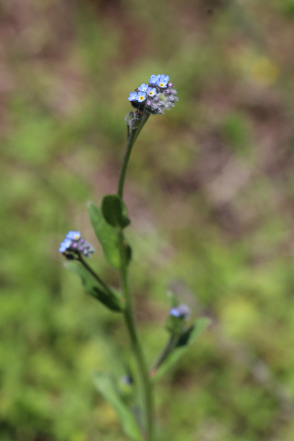 Myosotis arvensis