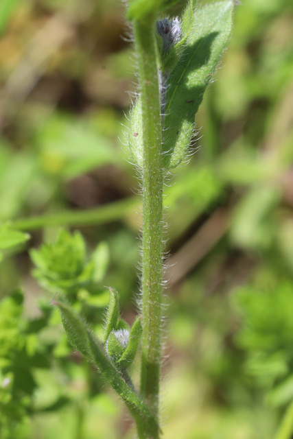 Myosotis arvensis - stem