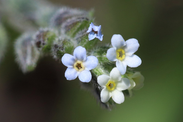 Myosotis discolor