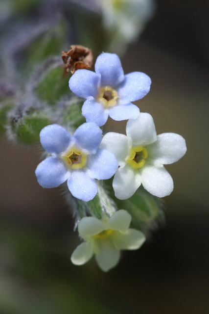 Myosotis discolor