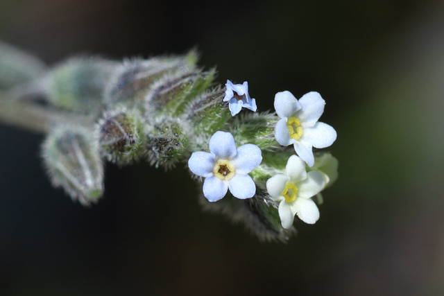 Myosotis discolor