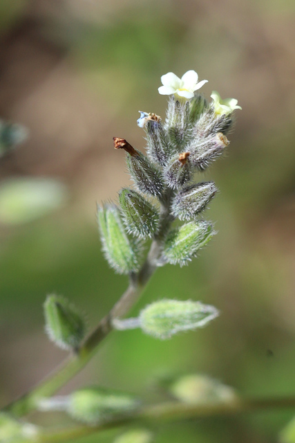 Myosotis discolor