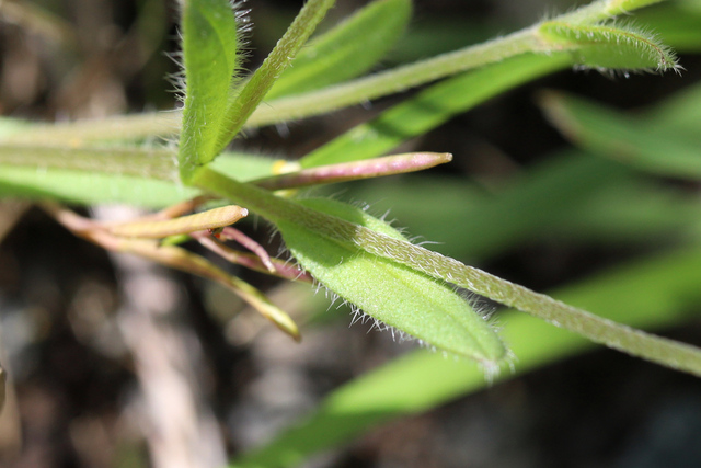 Myosotis discolor - leaves