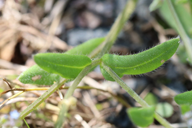 Myosotis discolor - leaves