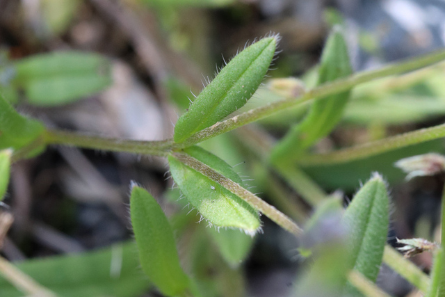 Myosotis discolor - leaves