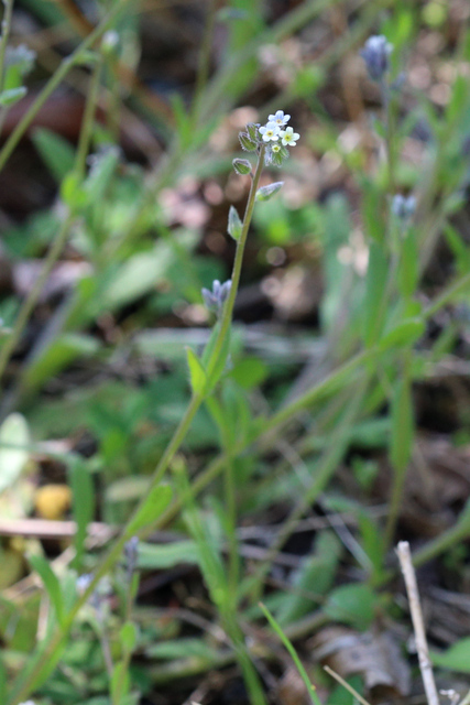 Myosotis discolor - plants