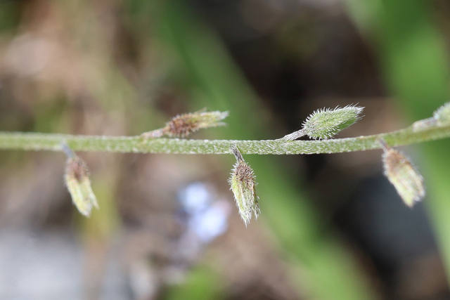 Myosotis discolor - stem