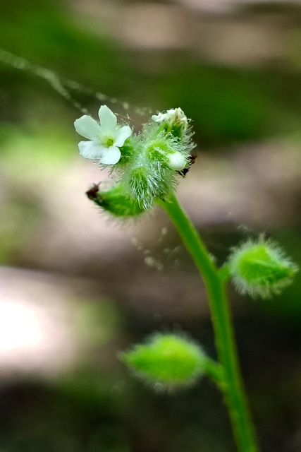 Myosotis macrosperma